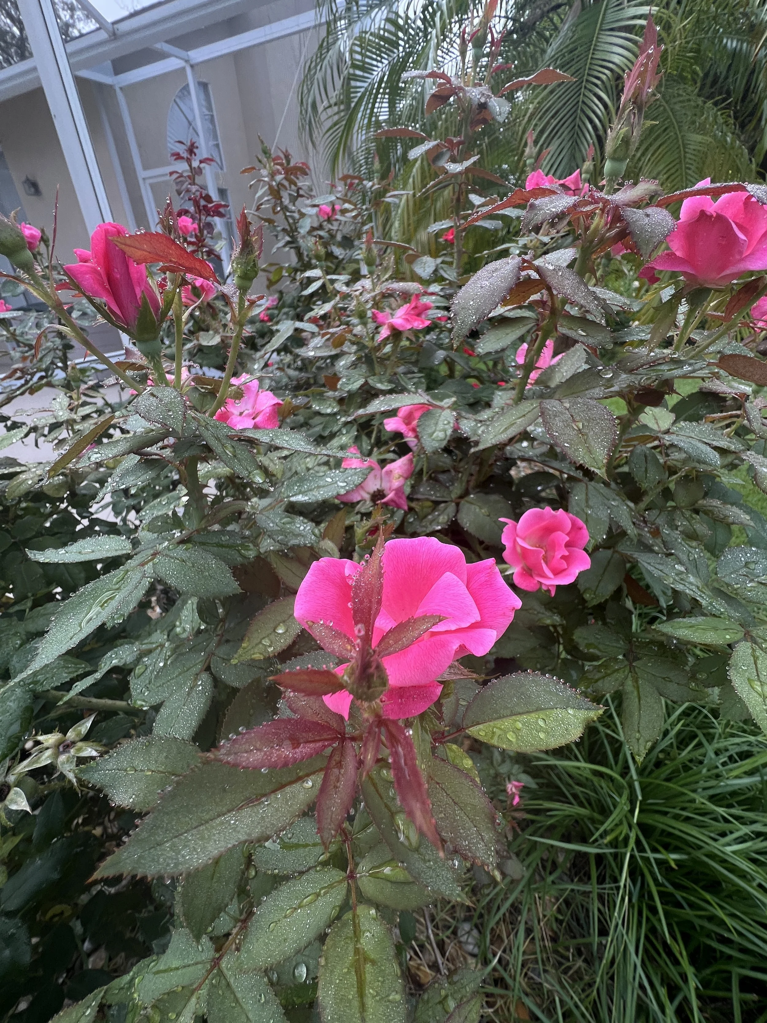 Roses in bloom in Oviedo Florida Landscape Zone 9b in July of 2025 . Pruning and other Horticultural Services provided by Michael Geist's Yard Works