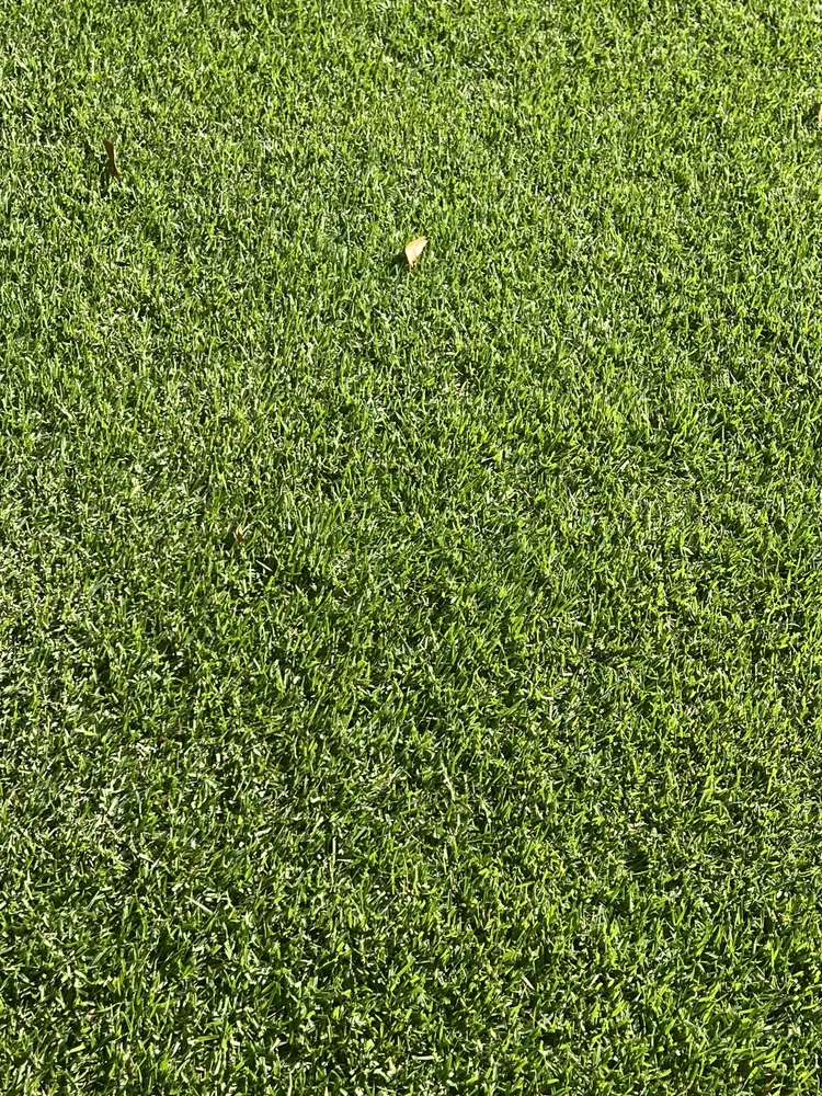 Citrazoy zoysia close-up