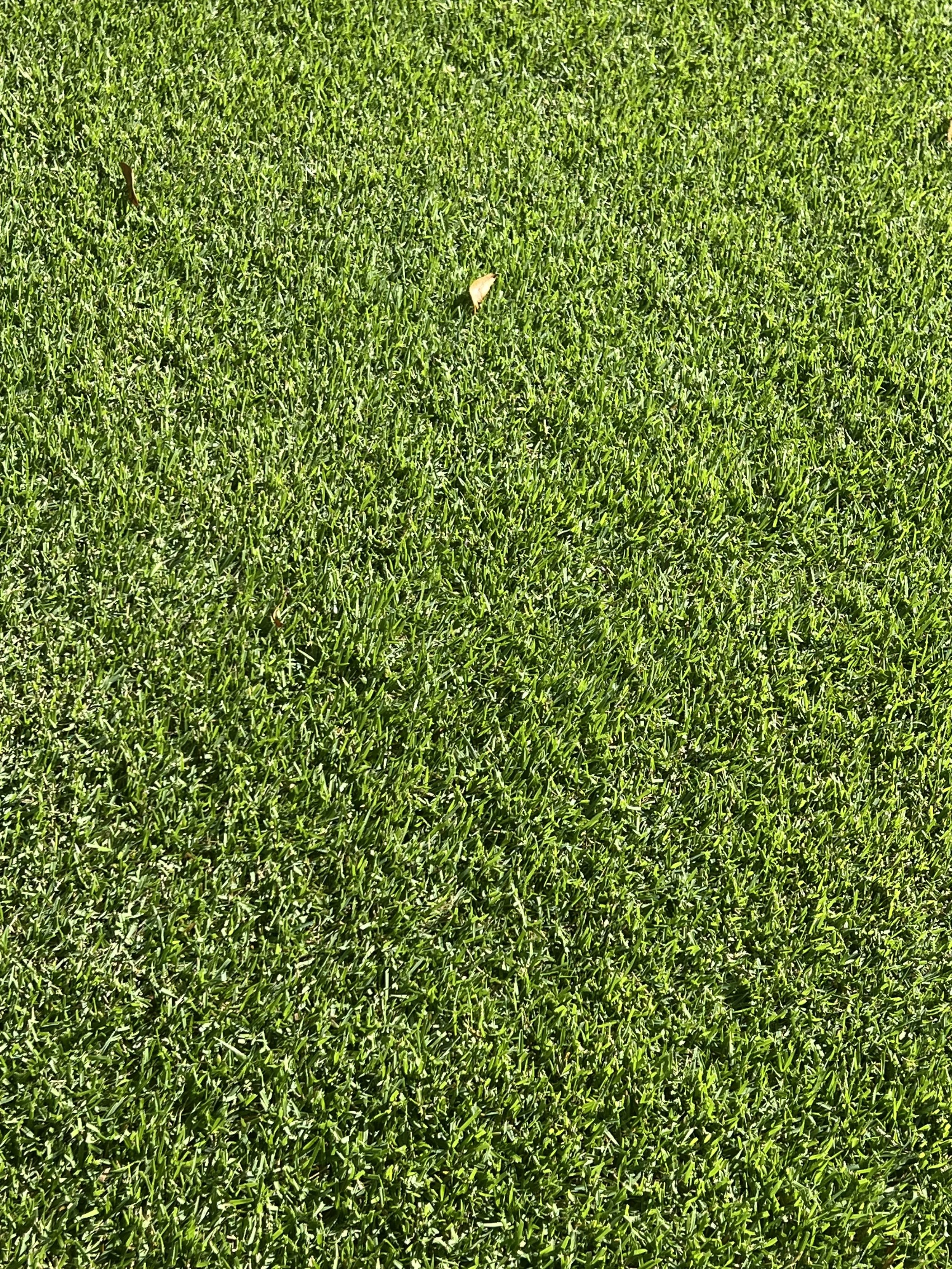 CitraZoy Zoysia sod retaining color.  Picture of Citrazoy  Zoysia SOD from december of 2025 . Beautiful Zoysia Sod - Zone b  - Winter Park / Maitland Florida .   Michael Geist's Yard Works  - What zoysia grass is right for your Orlando Yard? 