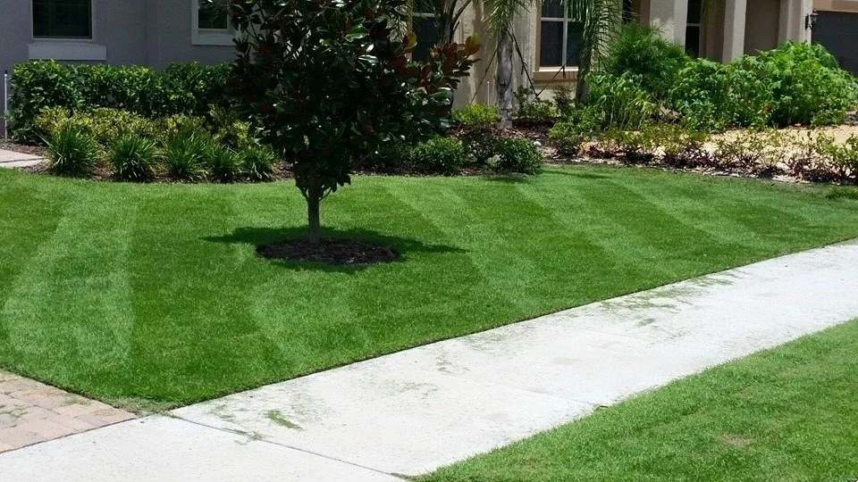 Reel-cut Zoysia stripe finish on a Central Florida lawn