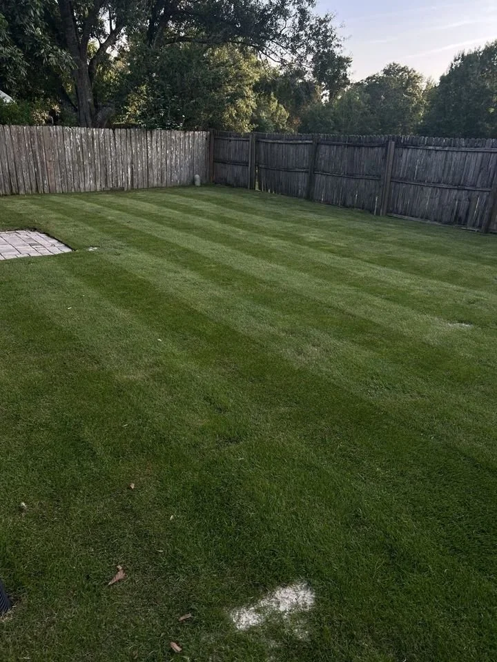 Freshly striped CitraZoy Zoysia sod in Winter Park Florida installed by Michael Geist's Yard Works