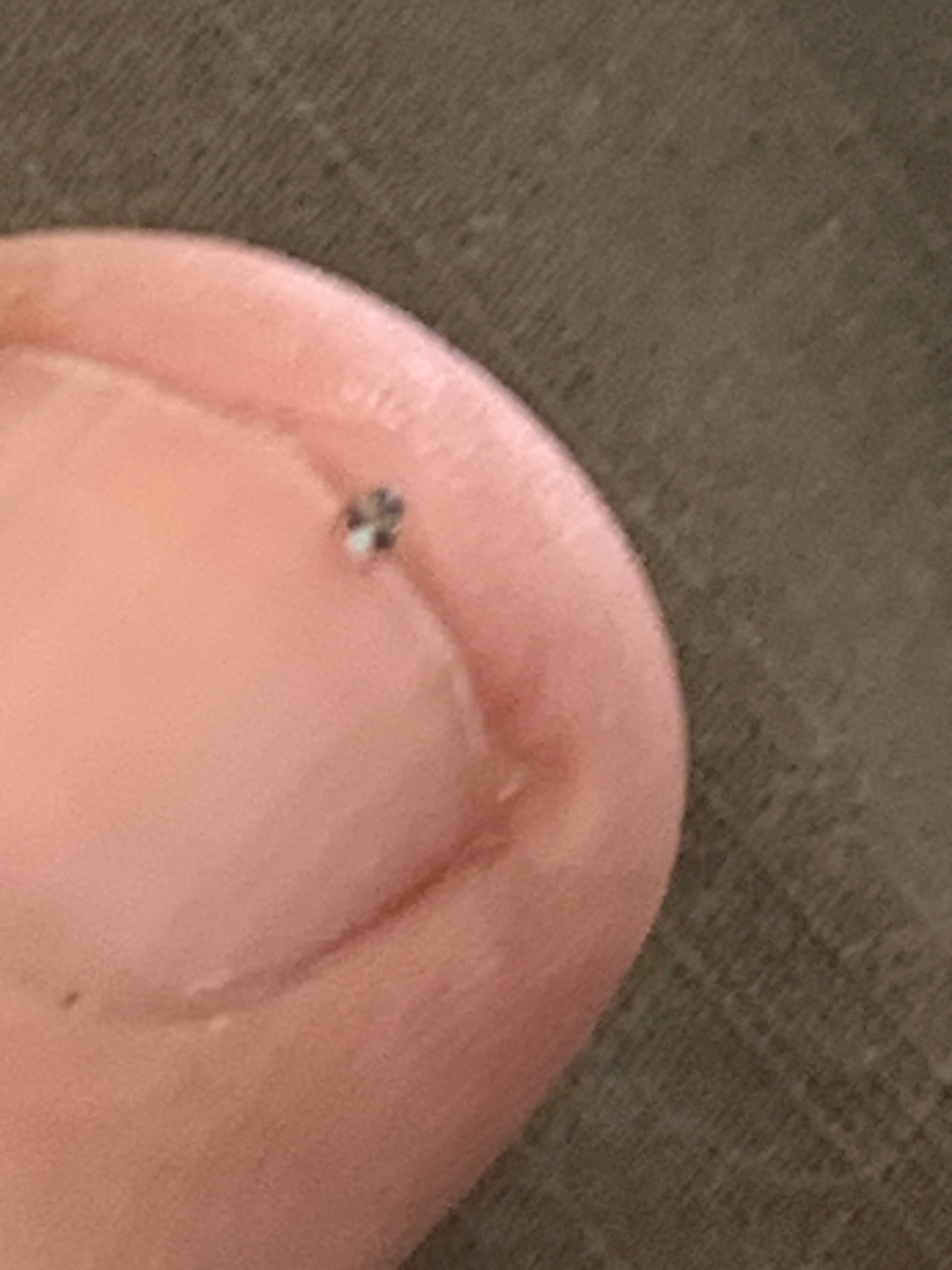 Adult chich bug actual size reference in a Orlando Lawn and Landscape