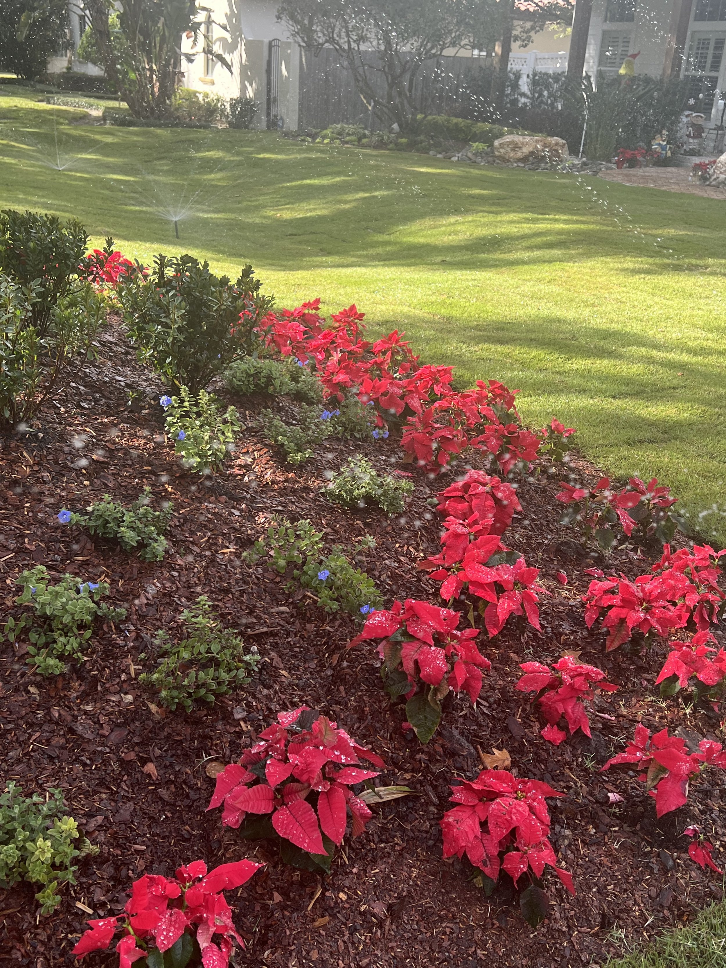 WInter Park Landscape Installation and renovation at 1411 Place Picardy including CitraZoy Zoysia Sod Installation which is watered by a irrigation make over that includes conversion over to Hunter MPR's .   RockBed Landscape Make over . All work com