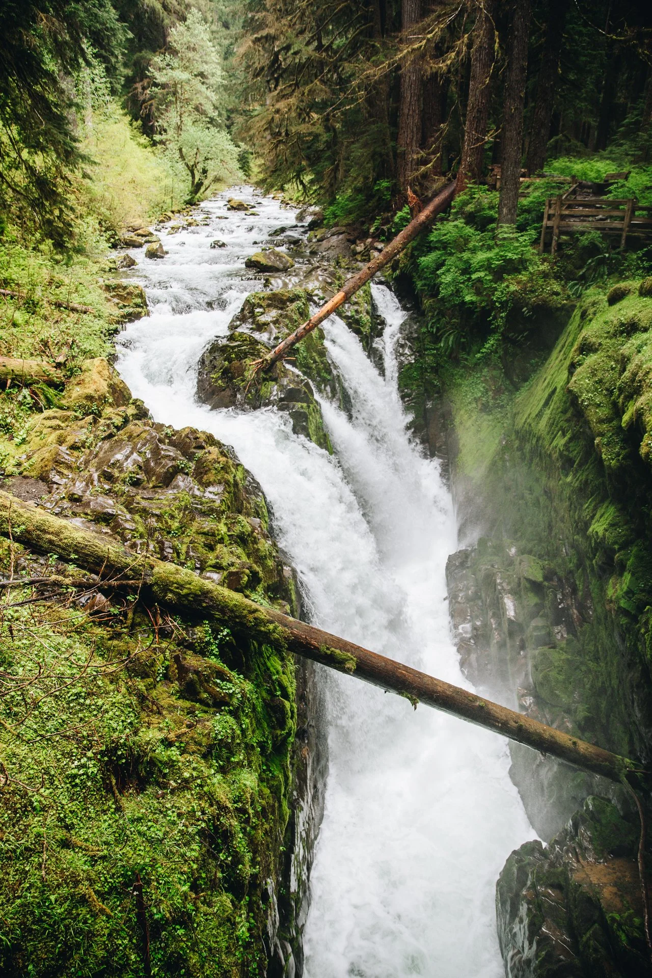 OlympicNPS-127.jpg
