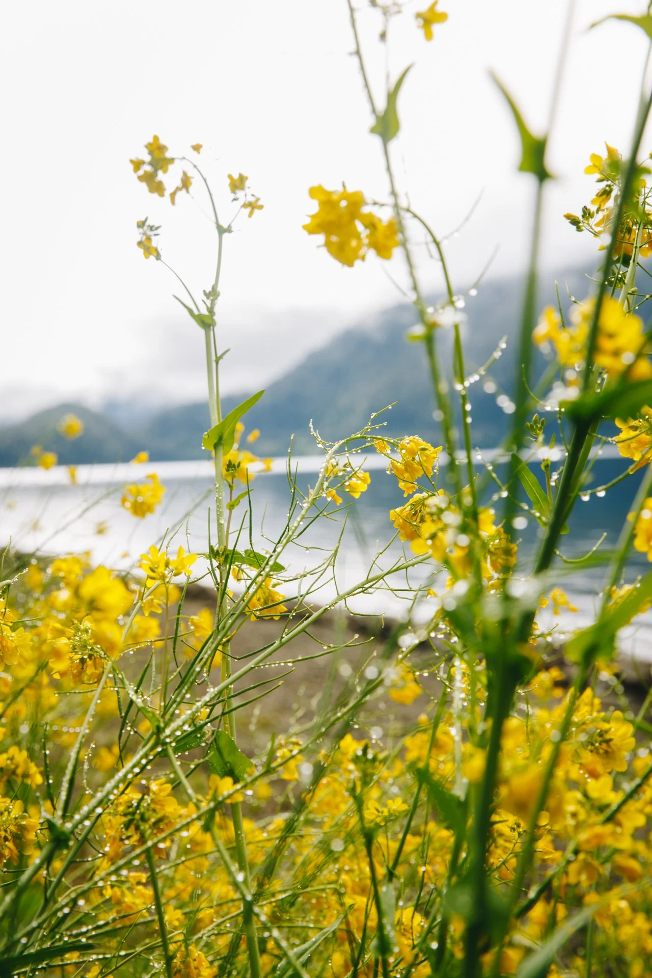 OlympicNPS-182.jpg