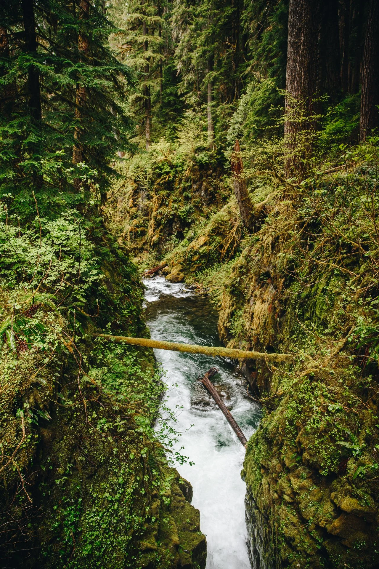 OlympicNPS-131.jpg