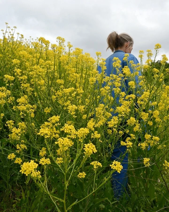 Dag 62; &laquo;Et rom uten d&oslash;r&raquo;
24.mai 2025
11 grader
Sted: Ring3 ved Universitetet i Oslo; Domus Medica

Gjennom v&aring;ren har jeg v&aelig;rt p&aring; utkikk etter den romantiske raps&aring;keren. Selvsagt p&aring; grunn av fargen, me