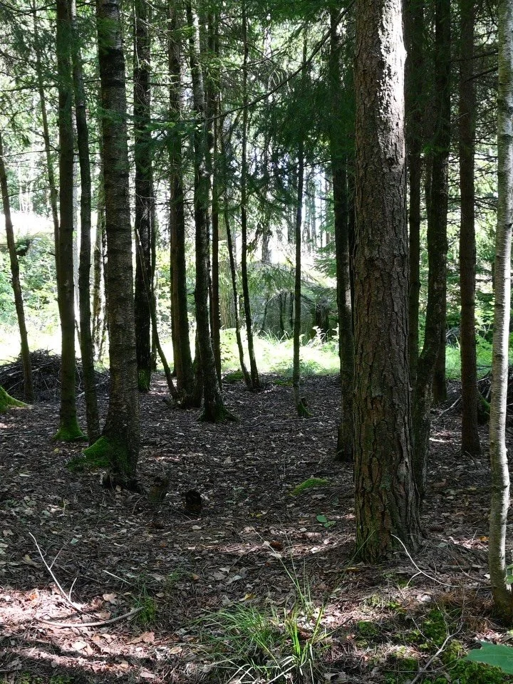 Dag 67; &laquo;Et rom uten d&oslash;r&raquo;
1.august 2025
23 grader
Sted: Just&oslash;ya
 
Antagelig er dette plantet skog. Grantr&aelig;rne her har samme alder, st&aring;r pent i rekke og slipper lite annet til. Men det er ikke mye av denne type sk