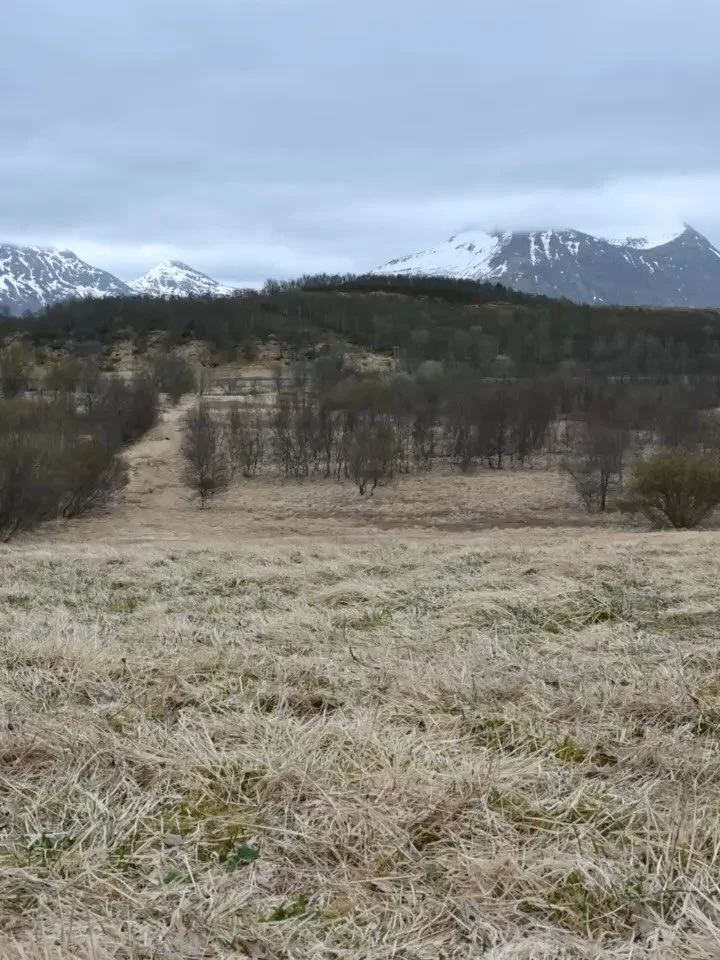 Dag 82; &laquo;Et rom uten d&oslash;r&raquo;
20.april
6 grader
Sted: Steigen Kommune

N&aring;r jeg skriver dette skulle jeg egentlig v&aelig;rt p&aring; pinsetokt med seilskipet Statsraad Lemkuhln, men i stedet sitter jeg her med en magesjau p&aring