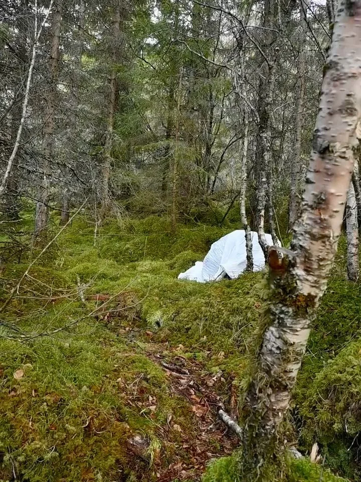 Dag 84; &laquo;Et rom uten d&oslash;r&raquo;
24.april
9 grader
Sted: Steigen Kommune

Moseskog. Mose. Fuktig lukt av mose. En v&aring;t, dyp og tung madrass som ligger over steiner og skogbunn. Til forskjell fra de litt glisne bjerkeskogene her p&ari