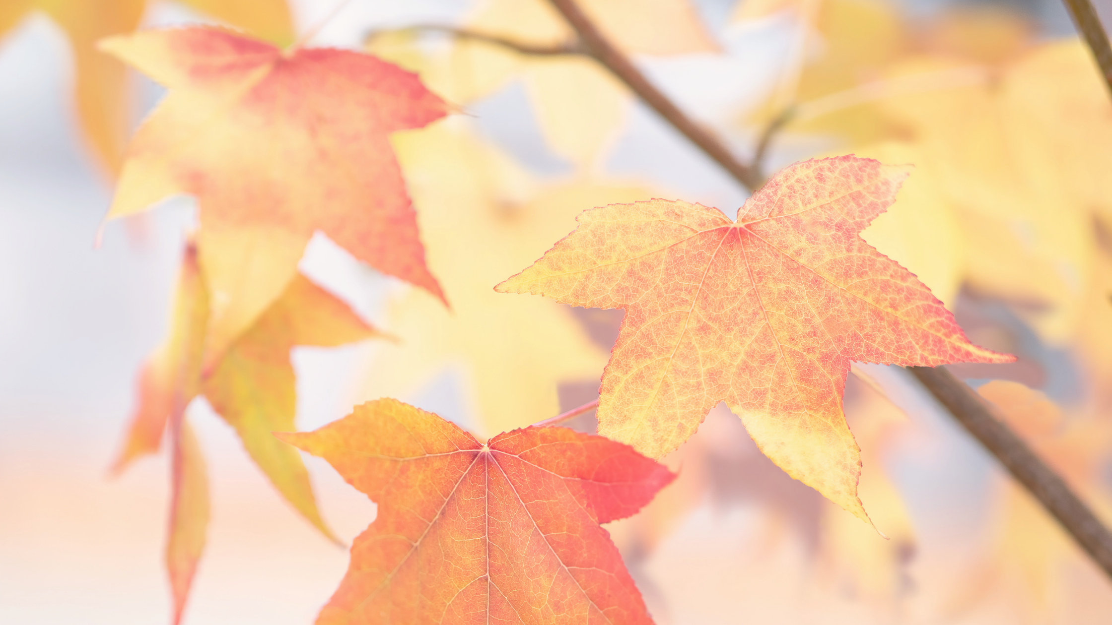 Autumn is in the air