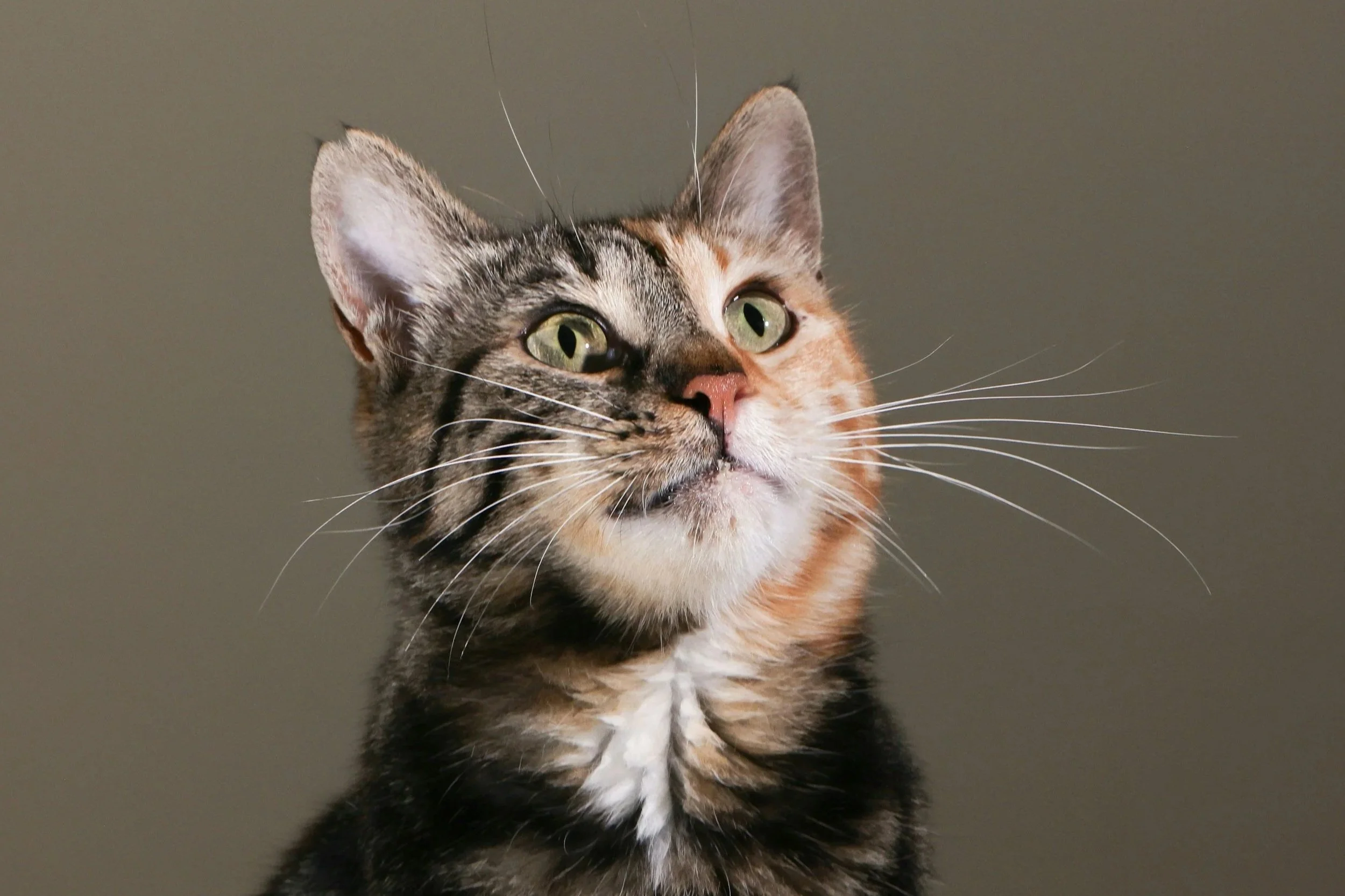 How to Help Your Cat Avoid UTIs: