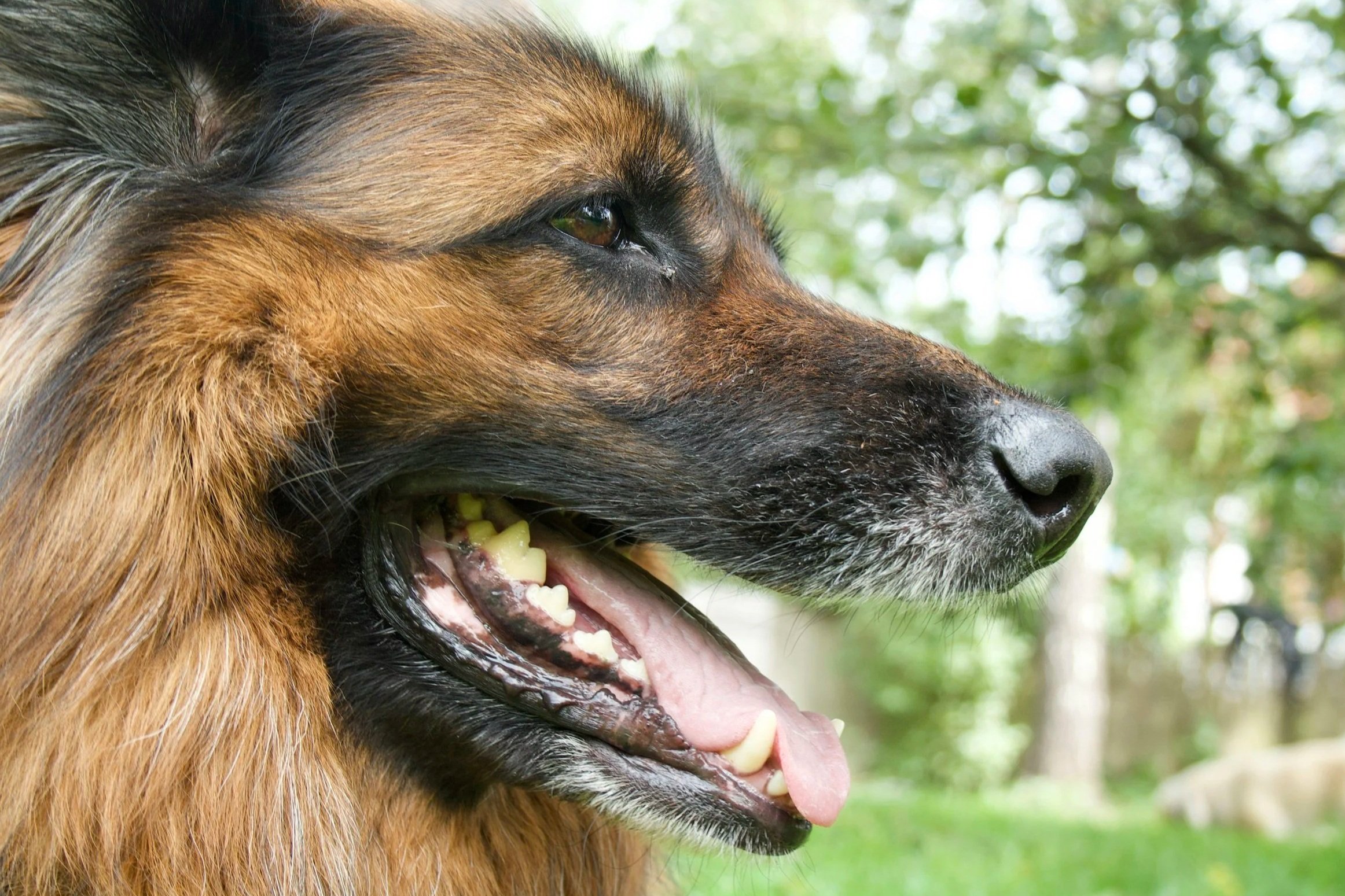 The Importance of Dental Health for Dogs &amp; Cats