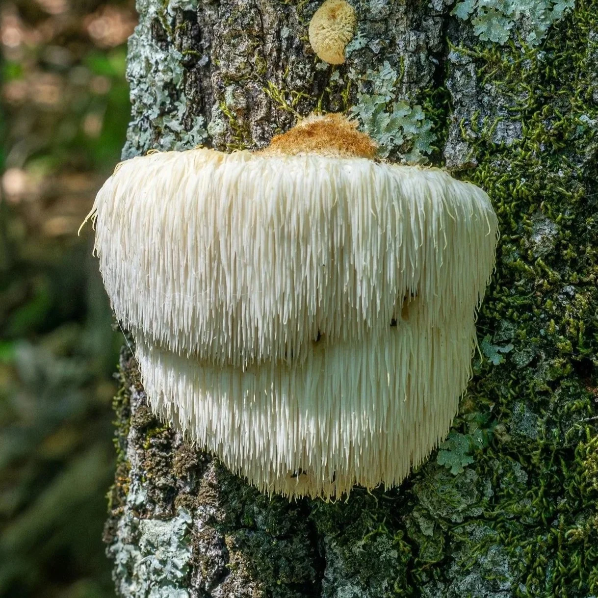 Lion's Mane for Dogs: Why This Mushroom Is Getting So Much Attention