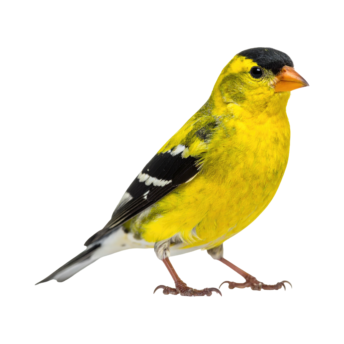 Sykefravær og psykisk helse i Norge: Hva driver utviklingen og hva virker?