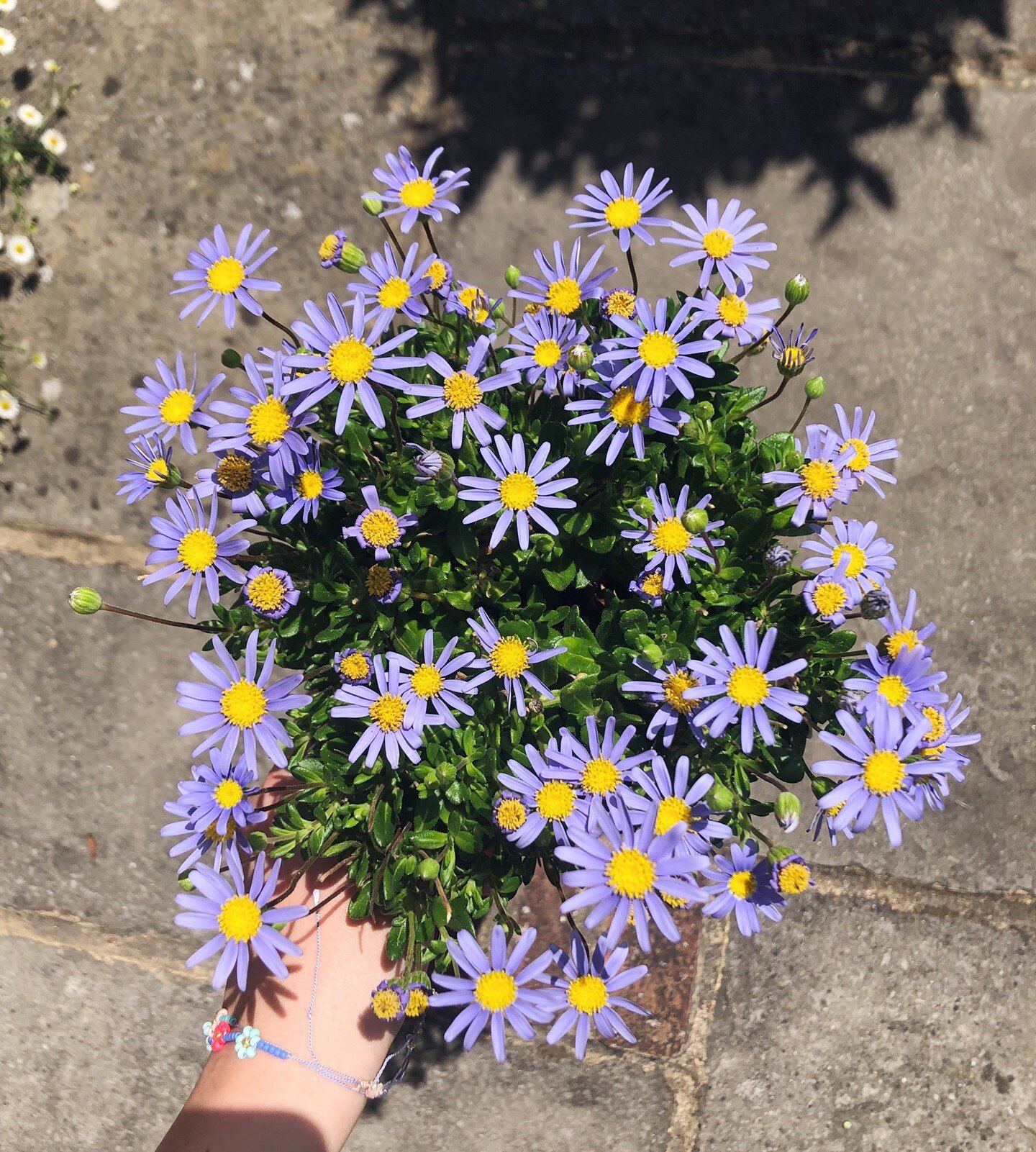 My current obsession🌸 I brought this gem  cheaply at the garden centre earlier this year and has been giving me endless joy! The colour of the daisies is super dreamy, it's the perfect lilac and yellow combo💛💜 It's been flowering continually too!!