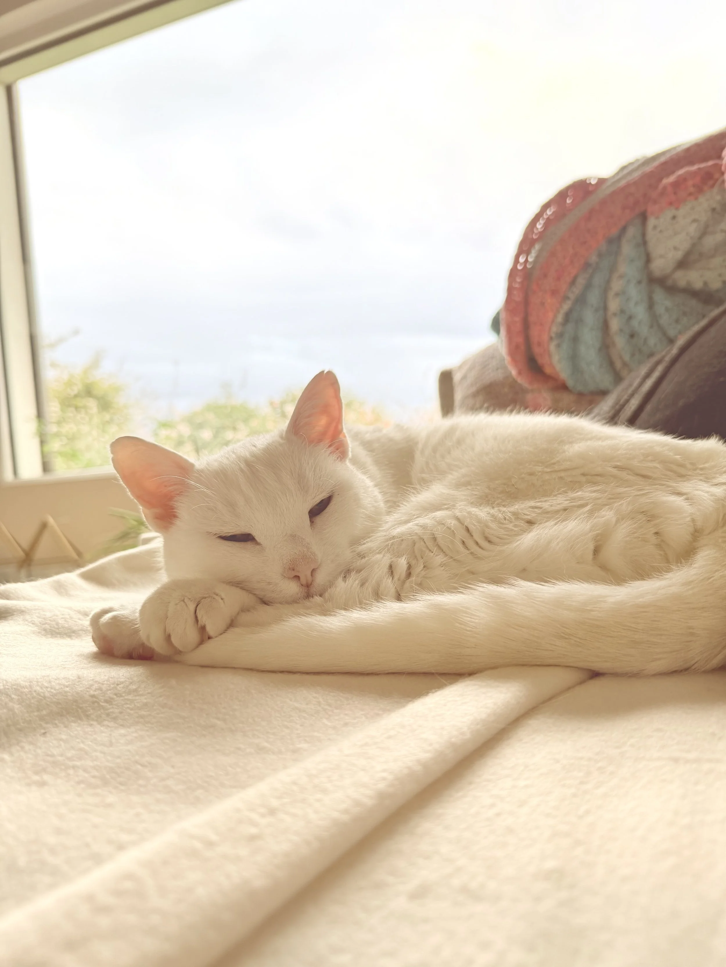 EPHEMERAL BLESSINGS: mindfulness, the feline way