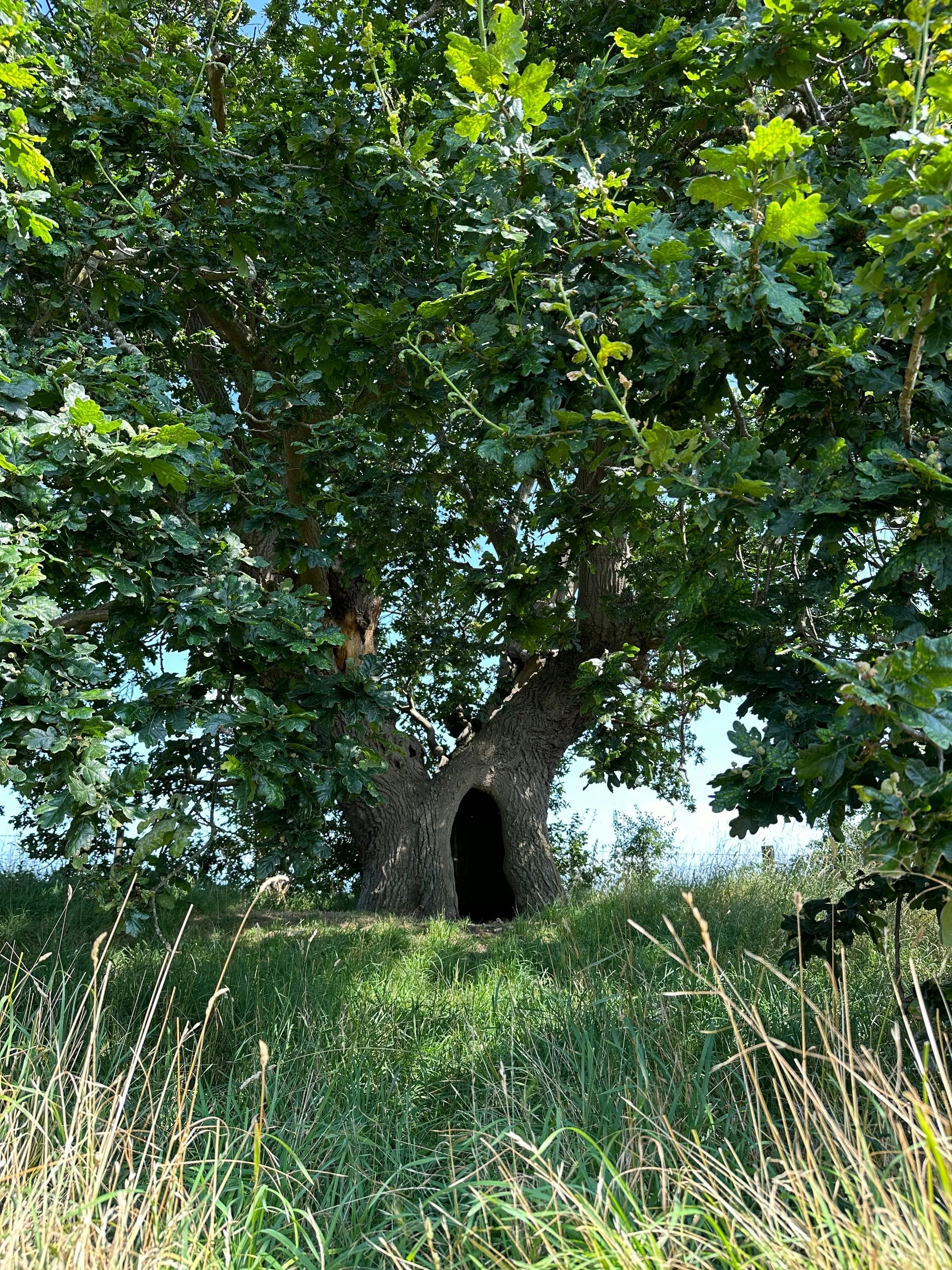 THE CLAN OF THE OLD OAKS