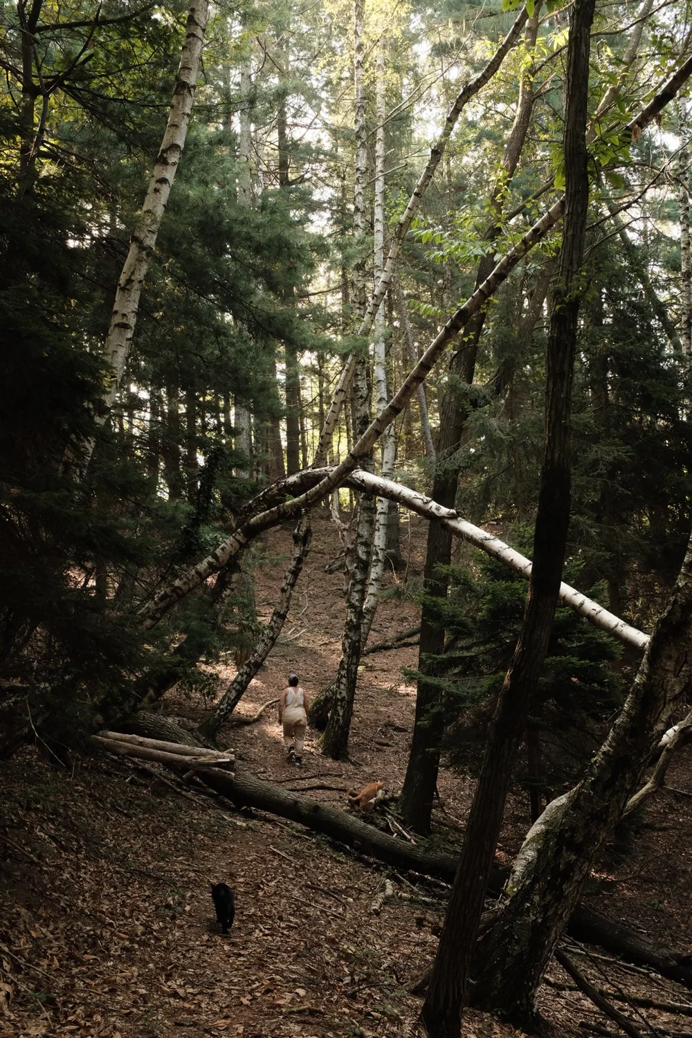 Burcu walking with the cats