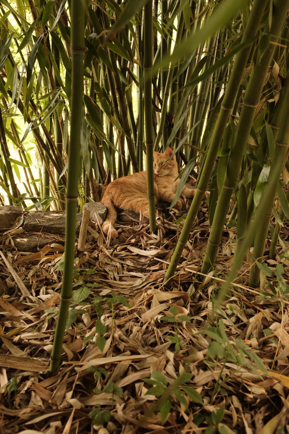 B169377B-2FE6-46D1-B188-B4C733A11DF8-1919-0000029E3DB6B5BF 2.JPG