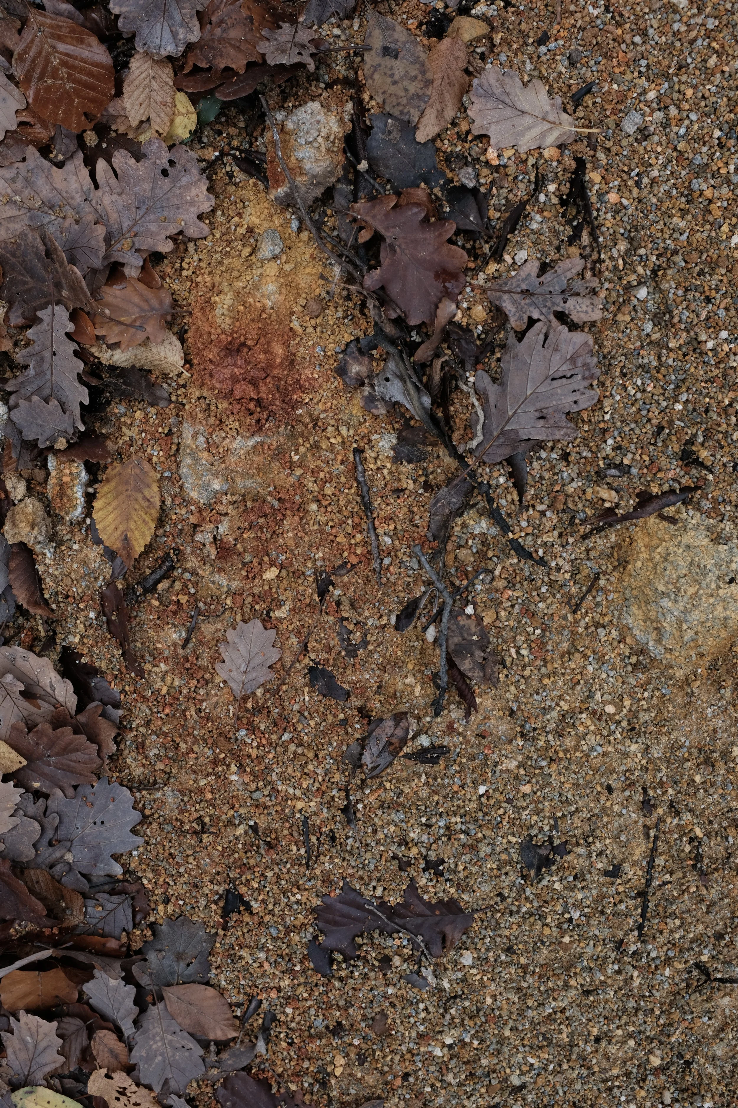 DSCF0284.jpg