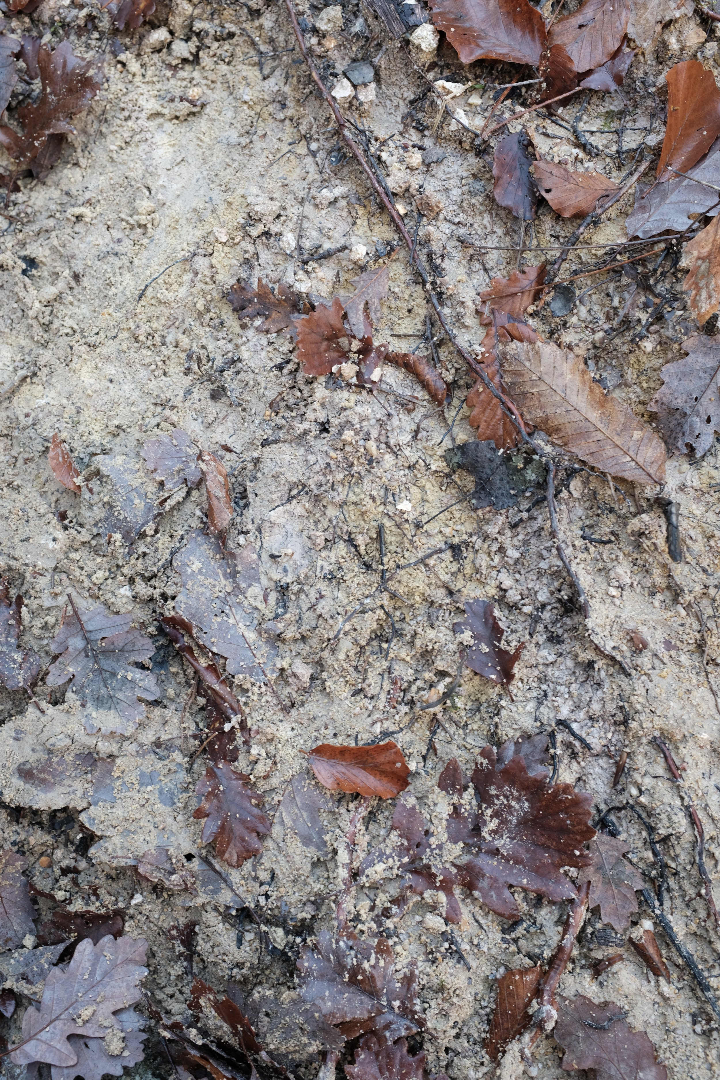 DSCF0498.jpg