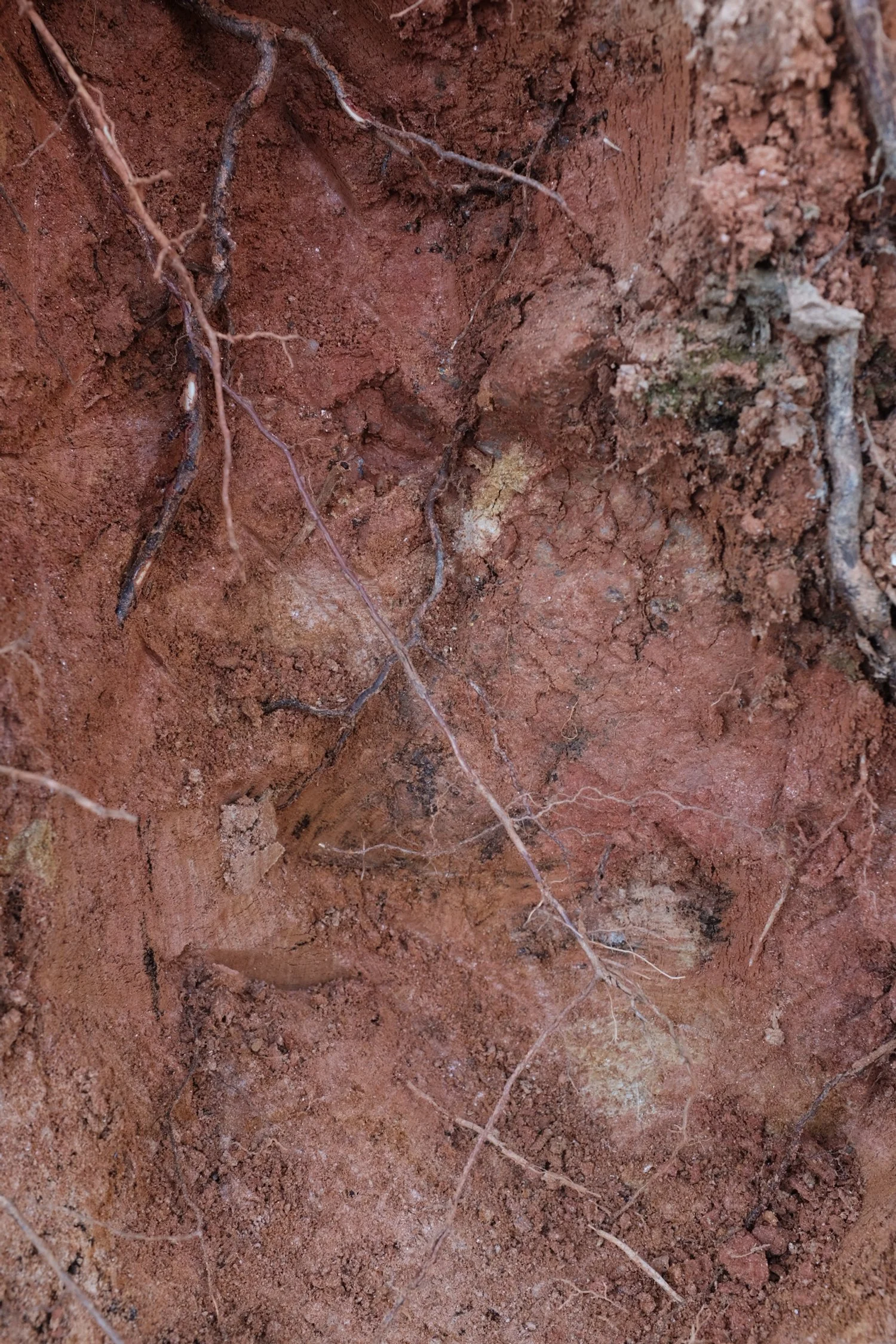 18FF013C-74F9-4B3F-BF7E-818591D70410-3626-000000E033522F33 2.JPG