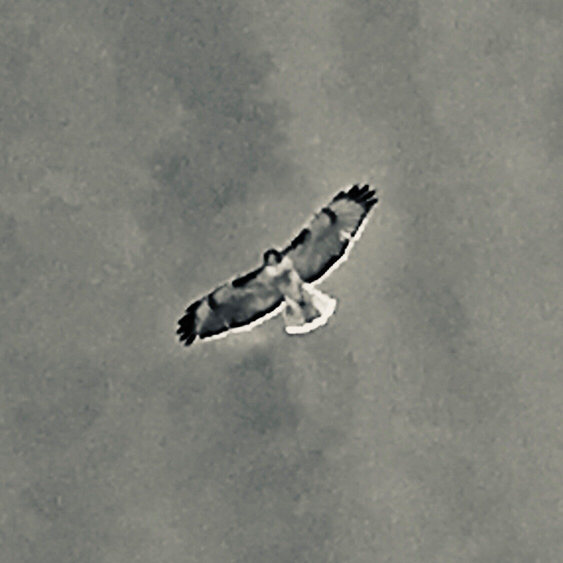 The Thunderbird