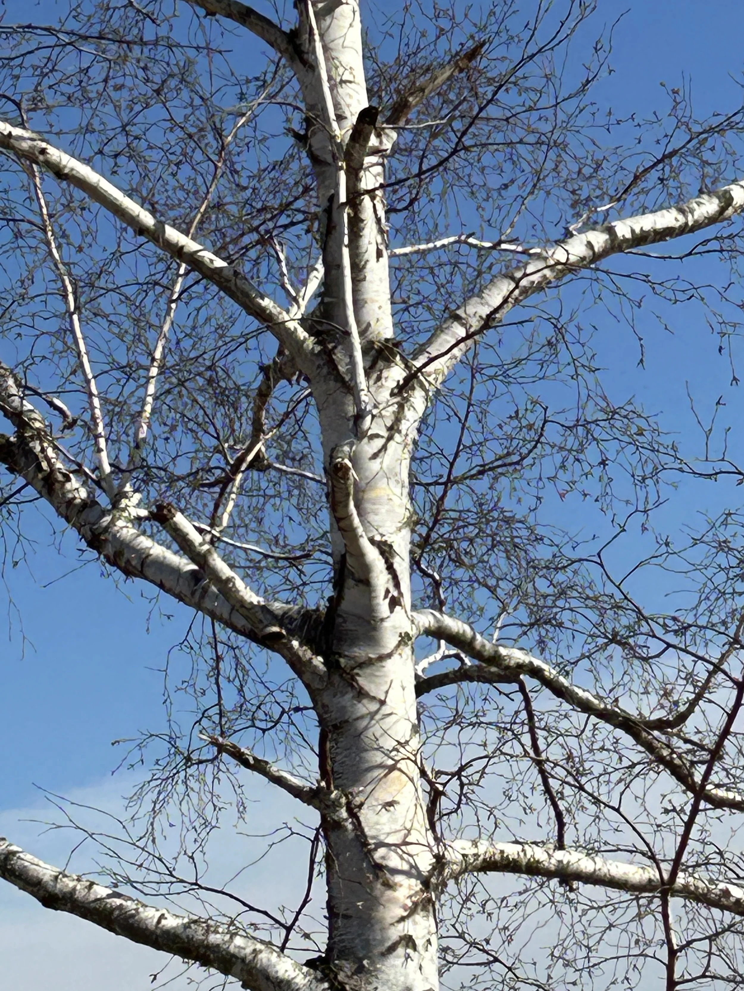 Renaissance Oasis® Paper Birch