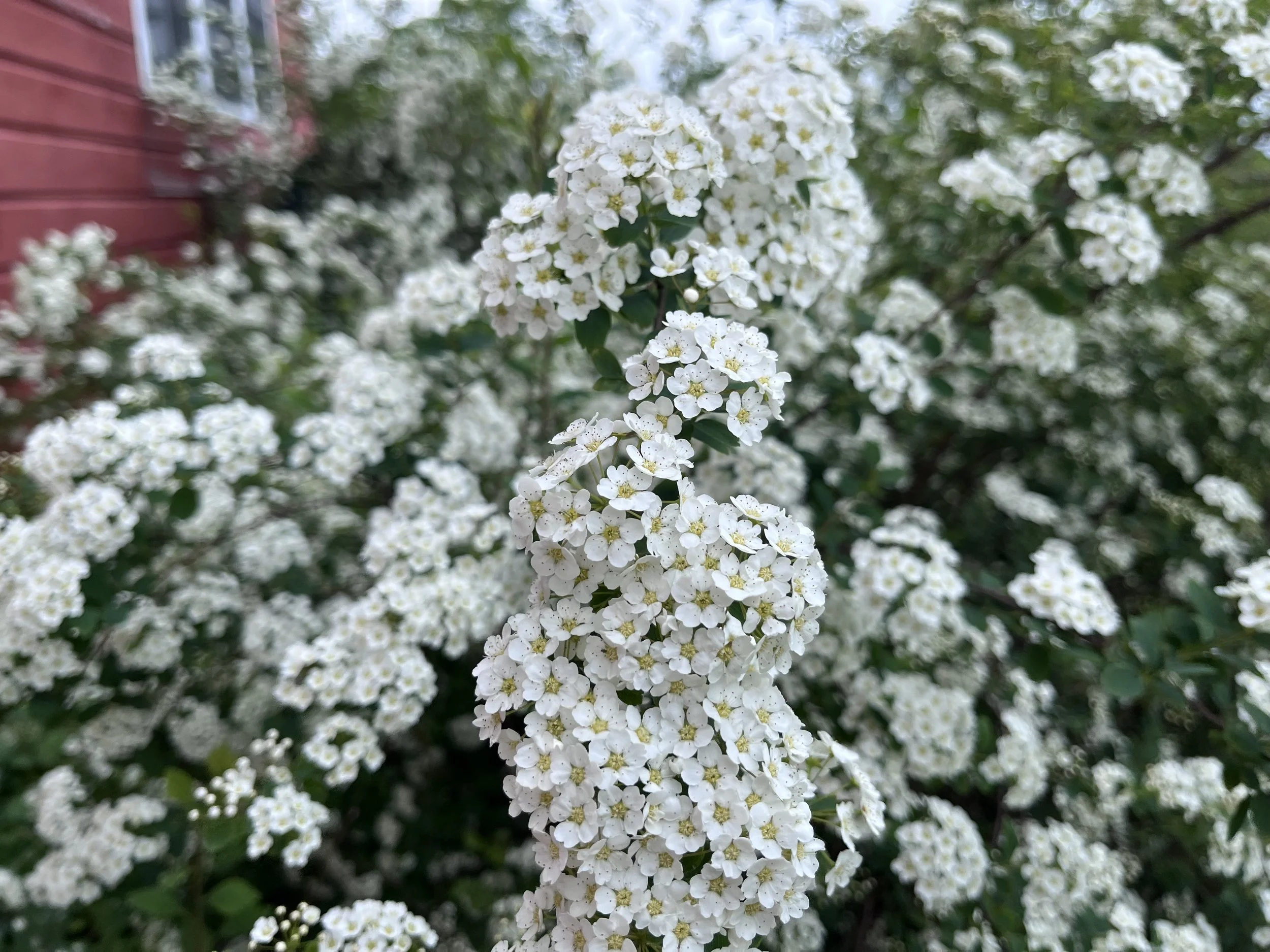Bridalwreath Renaissance Spirea