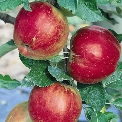 Jonathan Apple S-M7 11/16