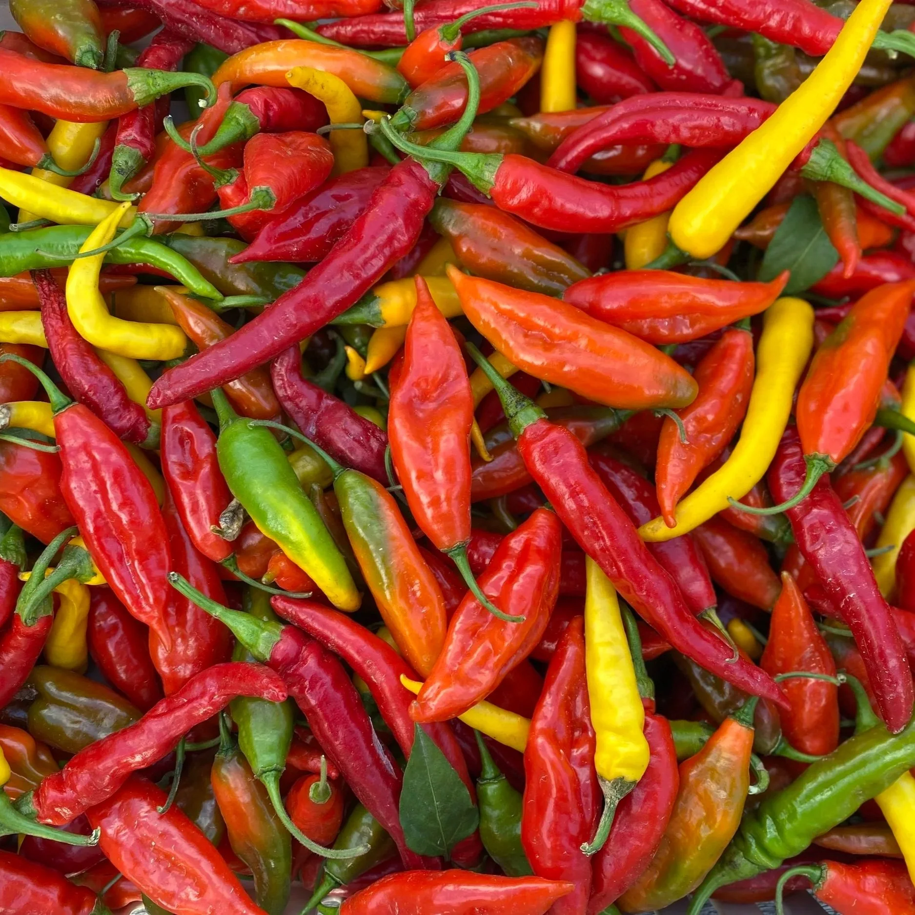 Hot+Peppers+02.jpg