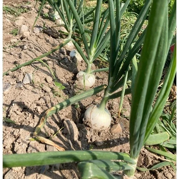 onions.jpg