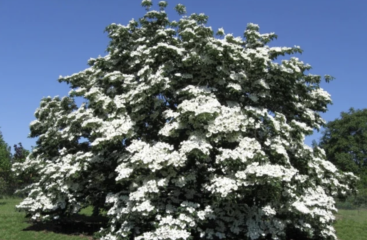 Venus® Dogwood Tree