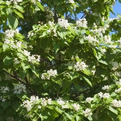 Northern Catalpa