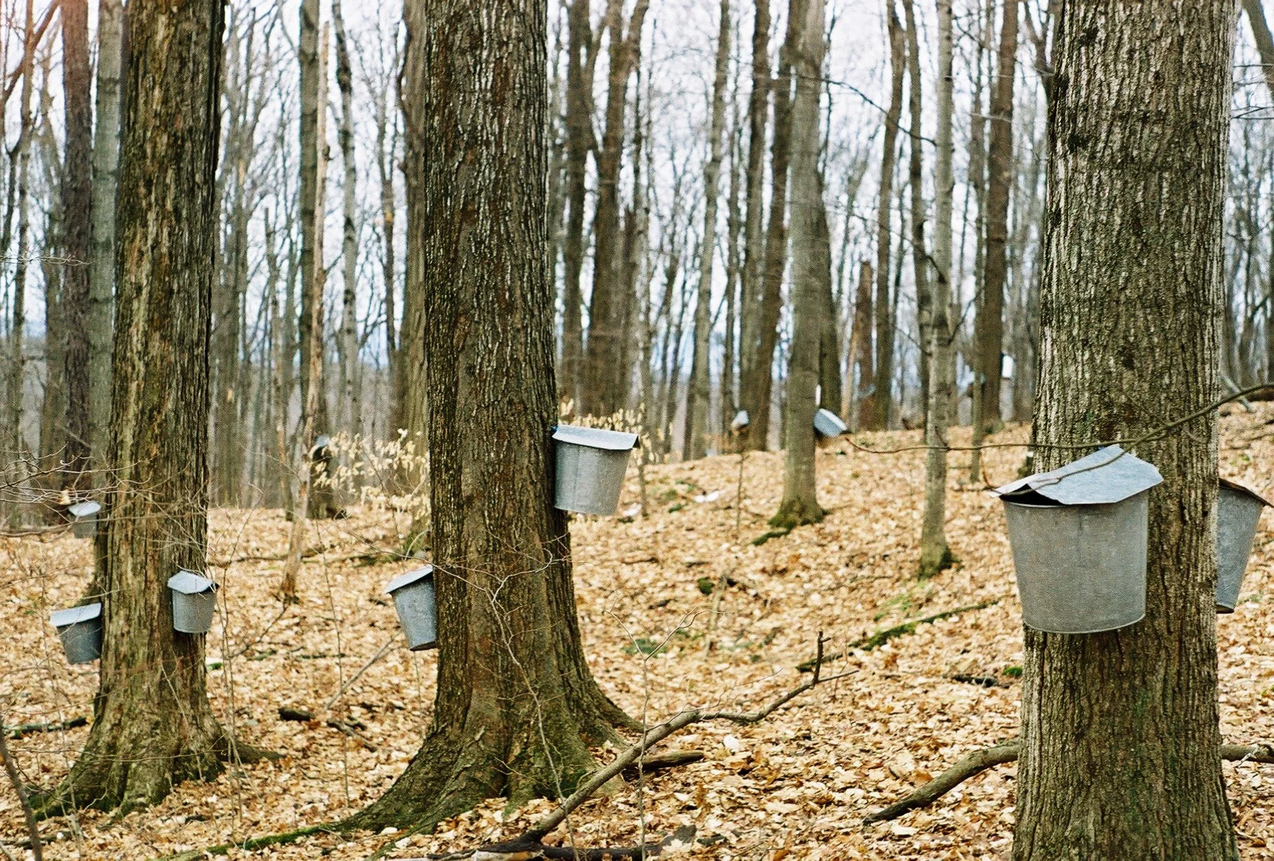 Sub March Maple trees.jpeg