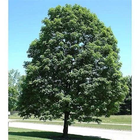 Green Mountain® Sugar Maple
