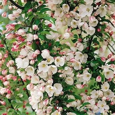 Adirondack Crabapple