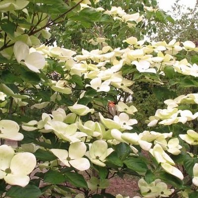 CornusxVenusDogwoodtree-01-6587-1-t-m.jpg