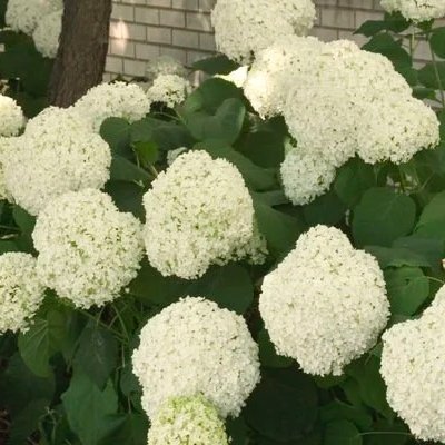 Hydrangea -Annabelle Smooth Hydrangea