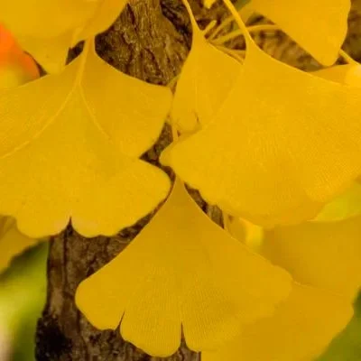 Autumn Gold Ginkgo