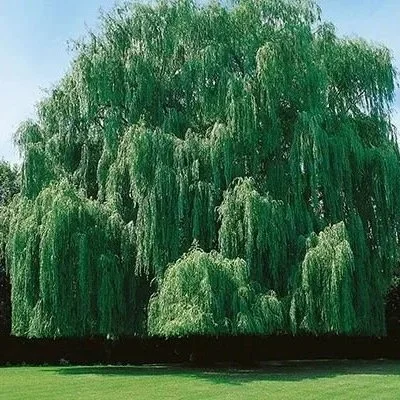 Niobe Weeping Willow