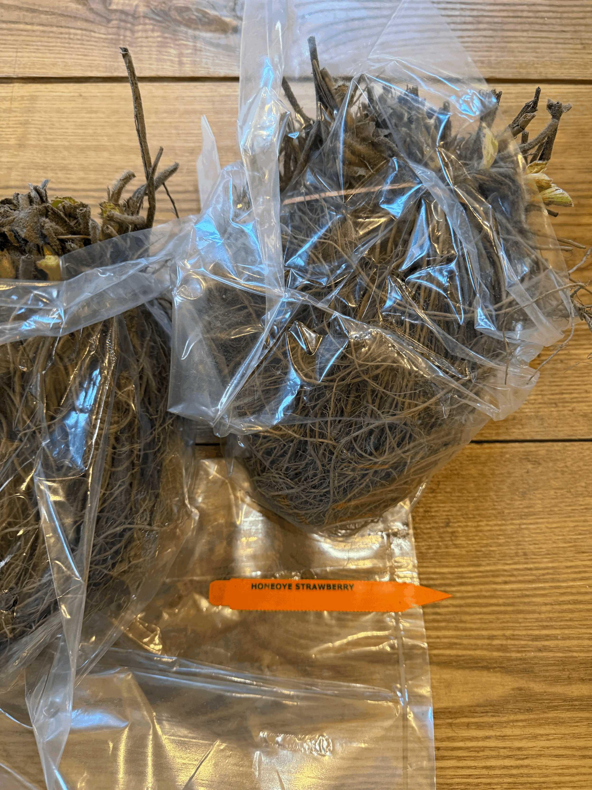 Honeoye Strawberry Crowns-Bundle of 25