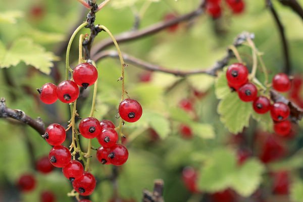 Red Lake Currant