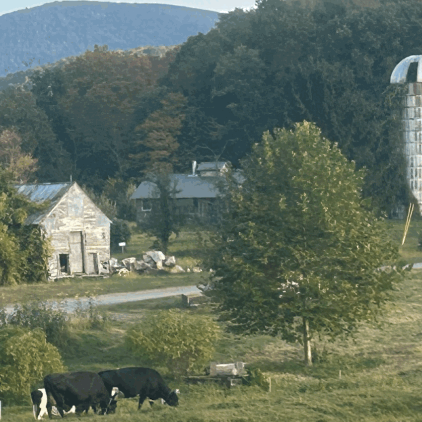 London Planetree (with disease resistance)