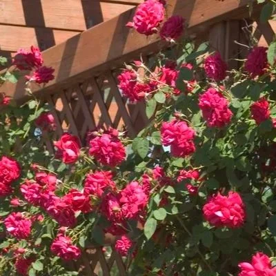 Rose- Ramblin' Red® Climbing Rose