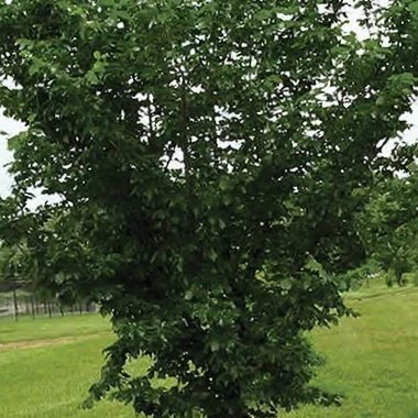 Elm -Prairie Expedition® American Elm(Disease Resistant)