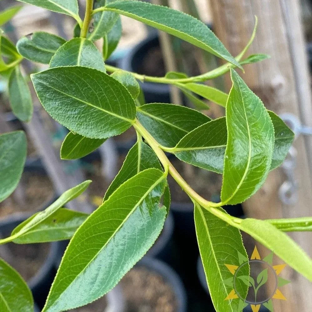 Prairie Reflection® Laurel Willow