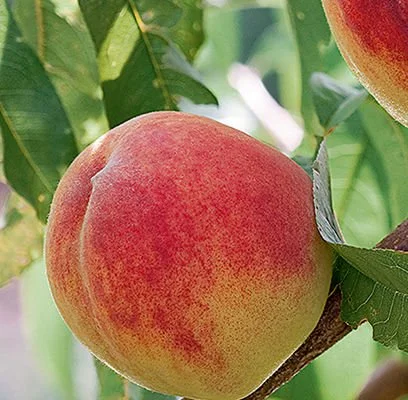 Redhaven Peach D-StJ