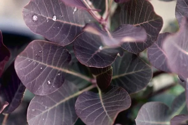 Royal Purple Smokebush